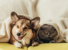 The Impact of Pets on Our Personal Lives