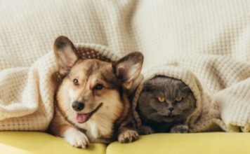The Impact of Pets on Our Personal Lives