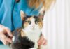 The Best Vet For Your Cat NSW Hoxton Park