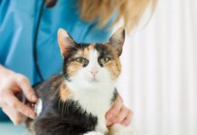 The Best Vet For Your Cat NSW Hoxton Park