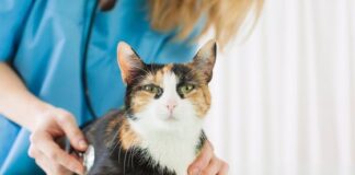 The Best Vet For Your Cat NSW Hoxton Park