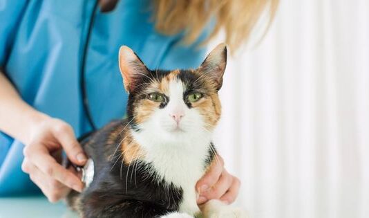 The Best Vet For Your Cat NSW Hoxton Park