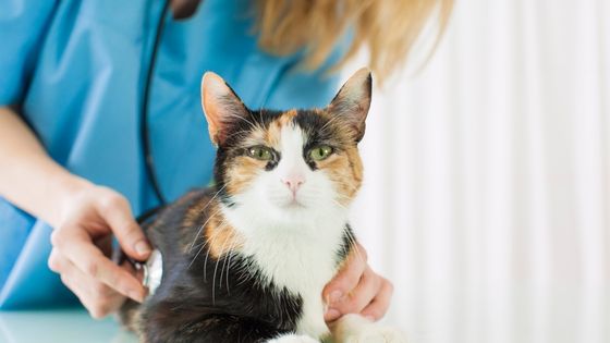 The Best Vet For Your Cat NSW Hoxton Park