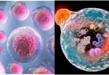 7 Things You Need to Know About Autophagy