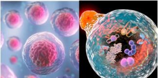 7 Things You Need to Know About Autophagy