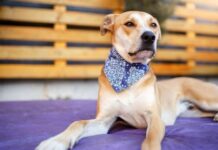Quick Guide to Choosing the Best Dog Bandanas for Your Traveling Needs