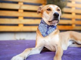 Quick Guide to Choosing the Best Dog Bandanas for Your Traveling Needs
