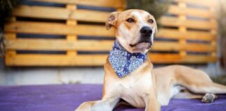 Quick Guide to Choosing the Best Dog Bandanas for Your Traveling Needs