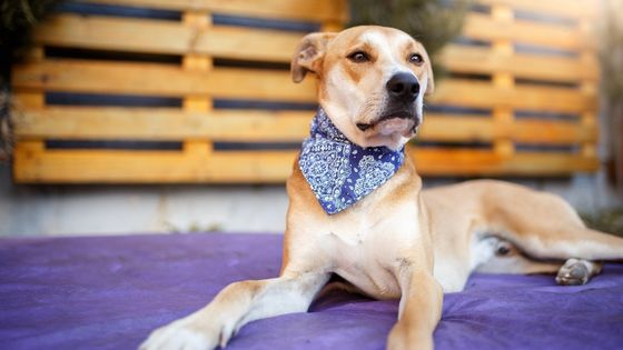 Quick Guide to Choosing the Best Dog Bandanas for Your Traveling Needs