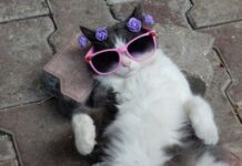 Finding a New Veterinarian For Your Cat