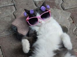Finding a New Veterinarian For Your Cat
