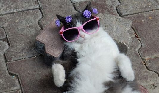 Finding a New Veterinarian For Your Cat