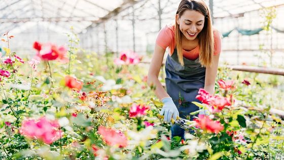 What Are The Most Beautiful Rose Plants For Indoors