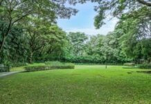 How to Create a Beautiful Green Grass Landscaping