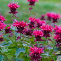 Bee Balm