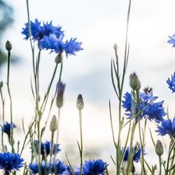 Cornflower