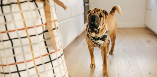 How to Treat Separation Anxiety in Dogs