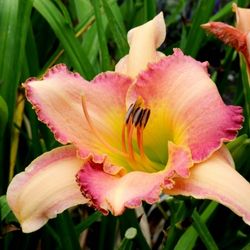 Day Lily