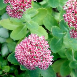 Sedum