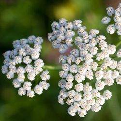 Yarrow