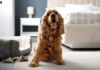 How to Choose the Best Pet-Friendly Hotel in San Diego