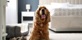 How to Choose the Best Pet-Friendly Hotel in San Diego
