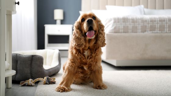 How to Choose the Best Pet-Friendly Hotel in San Diego