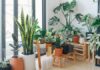 Why Do You Need House Plants in Your Home