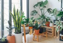 Why Do You Need House Plants in Your Home