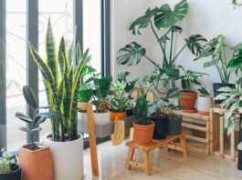 Why Do You Need House Plants in Your Home