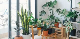 Why Do You Need House Plants in Your Home