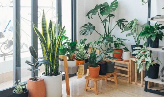 Why Do You Need House Plants in Your Home