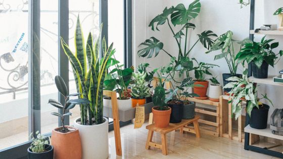 Why Do You Need House Plants in Your Home