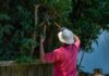 5 great reasons to call in professional tree loppers on the gold coast