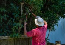 5 great reasons to call in professional tree loppers on the gold coast