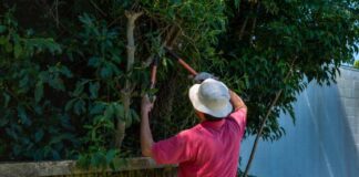 5 great reasons to call in professional tree loppers on the gold coast