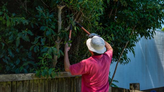 5 great reasons to call in professional tree loppers on the gold coast