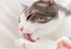 common cat health problems