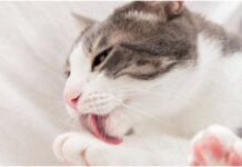 common cat health problems