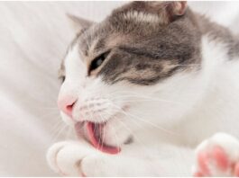 common cat health problems