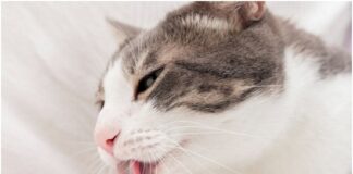 common cat health problems