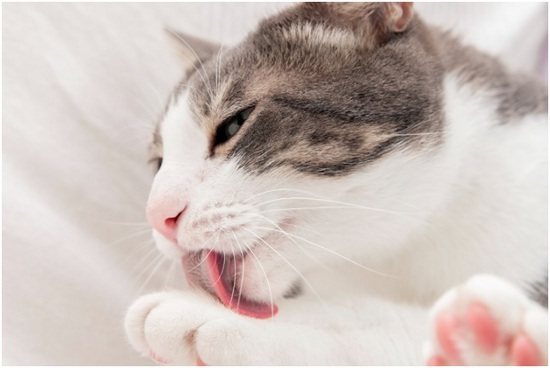 common cat health problems