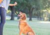 tailored learning the essential role of dog training in behavior