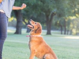 tailored learning the essential role of dog training in behavior