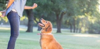 tailored learning the essential role of dog training in behavior