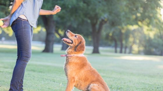 tailored learning the essential role of dog training in behavior