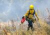 recovery in action strategies for forest wildfire restoration