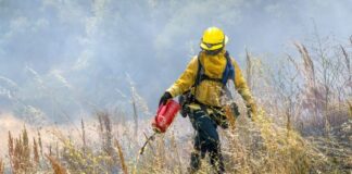 recovery in action strategies for forest wildfire restoration