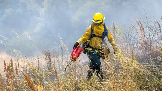 recovery in action strategies for forest wildfire restoration