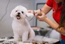 exploring the world of home grooming services for dogs and cats
